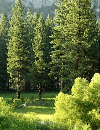 Ernest Lee Cox, III Obituary