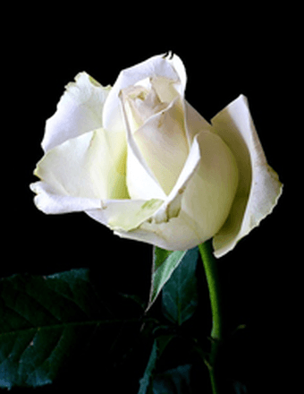 MaryAnn Correa Obituary